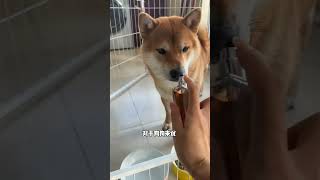 會讓狗狗討厭的五個行為 #狗狗 #萌寵 #dog #柴柴 #狗 #萌宠 #熱門 #生活日常 #柴犬