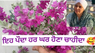 How to grow & care permanent flowering plant taxas ranger 