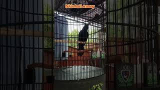 Kesabaran dan Ketelatenan Akhirnya Terbayar | Bunyi Tuwu Parput ketika Disiuli #short