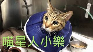 貓奴的心情故事：得了血栓症的毛小孩