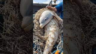 Sealife Rescue: Removing Barnacles from a Weak Dolphin! #sealife #barnacles #dolphin