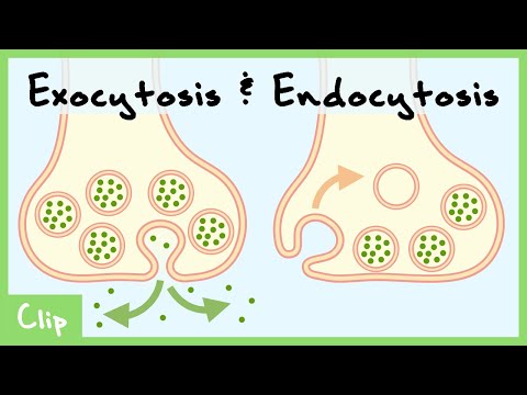 Experimental Basis for Exocytosis & Endocytosis (Freeze-Fracture Electron Microscopy) | Clip