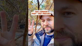 Two Common Fruit Tree Diseases and what to do #shorts #fruittrees #orchard #growyourownfood #fruit