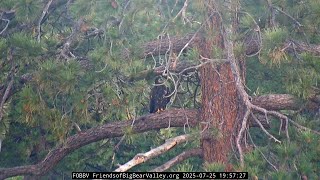 Jackie, Shadow and Immature Eagle, an evening together 25.07.2025 @FOBBVCAM