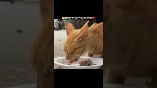 PLEASE HELP CATS 💔#youtubeshorts #shorts #viralvideo #viralshorts