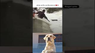 save dog life||labrador dog||#dog#shorts#viral#trending#funny