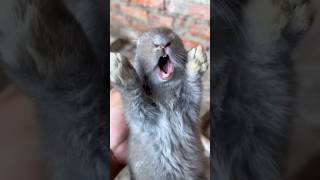 Screaming rabbit#animals #rabbit