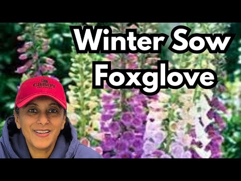 Winter Sow Foxglove | Foxglove Plant Profile & Grow From Seed || Budget Gardening