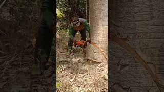 Stihl 070 Tebang pohon jati besar dan tua #Dekarichanel #chainsawstihl #stihl070