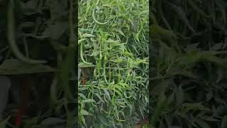 mirch ki kheti #funny #duet #comedy #grow #farming #fouryoupage #viralvideo #kishan #watch #1kcre...