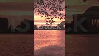 Discover the Tranquil Tidal Basin in Washington D.C. #WashingtonDC #CherryBlossoms #NatureEscape
