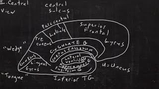 Cerebral Anatomy in 90 Seconds