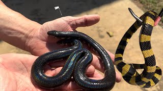 I FOUND SNAKE CAGES IN THAILAND ...AND SNAKES😁