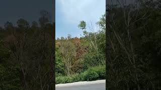 Travel to Mountain #enjoy #views #fyp #viral #viraltrick #1000subscriber