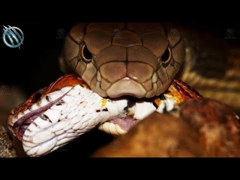 🐍 KING COBRA ─ The King All Humans Fear 🐍