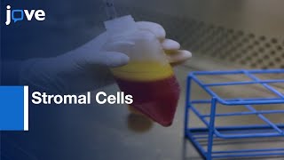 BMPR-IB+ Adipose-Derived Stromal Cells Isolation | Protocol Preview