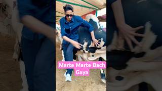 Jameel Memon Mandi | Karachi Cow Mandi | Malir Mandi | Multan Mandi#shorts #cow #cowvideos @ARMaani7