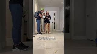 My dog service dog training for Disney! #dogsofyoutube #dog #dogs #servicedog #disney #disneyworld