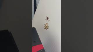 Spider Fights Stink Bug! #shorts #spiders #stinkbug #nature #bugfights #shortsyoutube