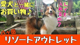 【シェルティ】ワンちゃんと一緒にお買い物ができる♪八ヶ岳リゾートアウトレットに行きました！ We visited a dog-friendly mall with sheltie