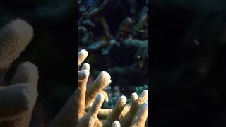Can You Spot All the Sea Creatures? 🐠 #ocean #marinemystery #turtle #scubadiving#shorts #viralvideo
