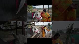 Vrinda के Saath Photo Shoot 😊 #cowsblike  | Photoshoot with my Cows