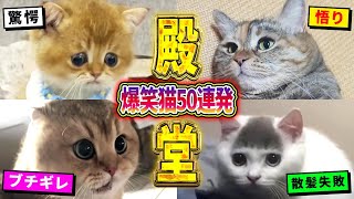 [2ch Animal Thread Hall of Fame Cats] 50 Funny Cat Videos Full of Things to Point Out! Part 5 (Me...