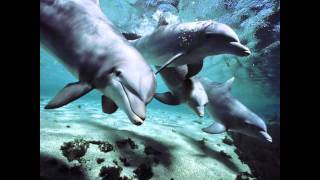 Antilles-Different Place