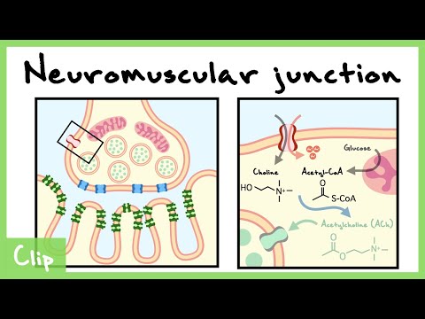 Neuromuscular Junction Synapse Explained (nicotinic Acetylcholine Receptors) | Clip