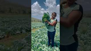 🌴#በረከትገበሬዋ #bekifarmer #farmertube #yemitenrecipe #dawitdreams #daggyslifeclass #besintu #adeydrama