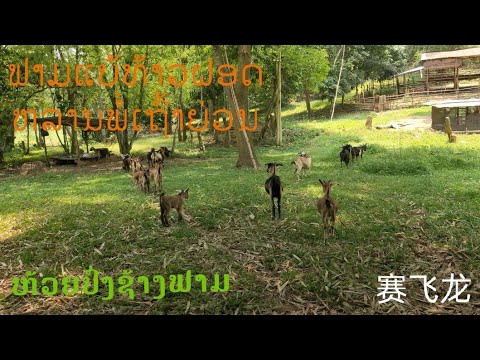 ຟາມລ້ຽງແບ້ທ້າວຝອດຫລານພໍ່ເຖົ້າຍ່ວນ#ຫ້ວຍປົ່ງຊ້າງຟາມ#ລ້ຽງແບ້ແບບປ່ອຍໃນຄັງ#ฟามแพะ