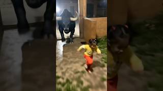 chased by a big cow