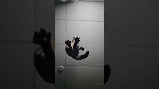 ⁨ اليوم 23 من التحدي💪💪اذا بدك تربح تابعني حتى تدخل السحب😎⁩⁩⁩