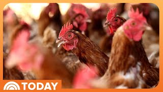 Bird flu outbreak spreads to more animals; egg prices spike