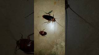 Cockroach 🦗#cockroach #shortsvideo #youtubeshorts #shortsviral #shorts