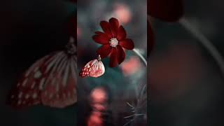 s.b d.p Maker # has beautiful wallpapers and dp for Whatsapp #unique dp