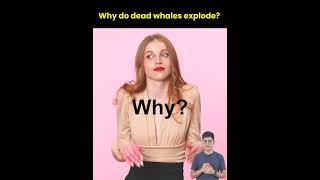 Why do dead whales explode? | exploding Whales | dead whales | #shorts #ytshorts | letstute