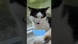Do you have a smart cat? audio: elgatofather #smartcat #felinefacts #cat #catsofyoutube