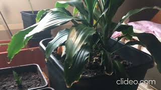 H2C- Highway to Code 2021-2022 - Software Engineering Project - Team Lime - Greenhouse IoT-Project