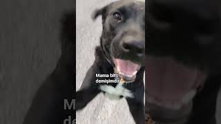 mama bitti dedikten sonra 🐾#shortsfeed #bayhan #keşfet #köpekvideoları #komikvideolar #dog #shorts