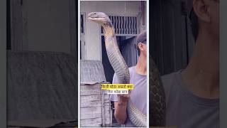 biggest king cobra #snake #kingcobra #biggestsnakes  #facts #viral