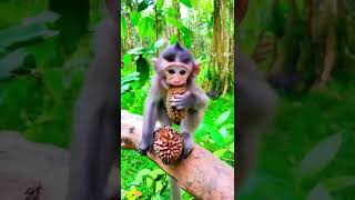 Baby eating Durians fruit #funny #monkey #cute #animals #comedy #monkeysounds #animalsounds
