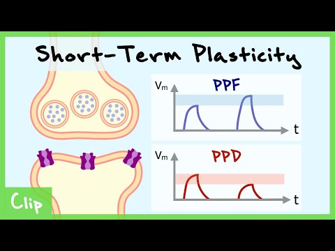 Short-Term Plasticity & Binomial Synapse Explained (Paired-Pulse Facilitation & Depression) | Clip