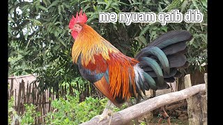 Qaib dib qua zoo 2026
