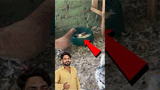 amazing pigeon tips 👍 | #pigeon #kabootar #kabootarbazi #shortsfeed #shorts