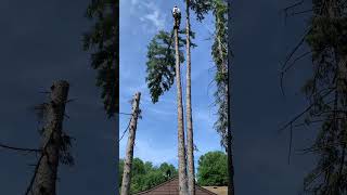 Pine tree cutting