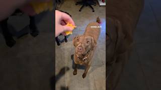 A video of dogs to brighten your day 🫶 #chesapeakebayretriever #blacklab #dogs #dogshorts #doggo