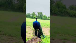 peafoul saund peacock saund peacock dance peacock call peacock mor ki aavaj peacock mor #peacocks