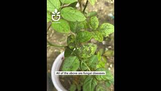 It can treat all fungal diseases on plants #garden #gardening #gardentips #gardencare #gardentool