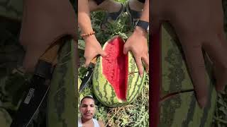 #watermelon #fruit #fruitcutting #cuttingskills #satisfying #fruitfarming #relaxing #satish #sbv #sb